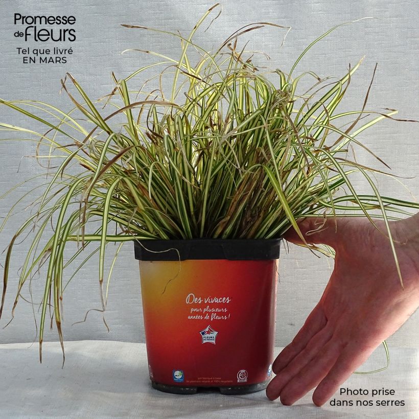 Carex oshimensis Evergold en pot de 2L/3L sample as delivered in winter