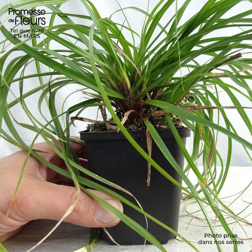 Carex oshimensis Evergreen - Laîche d'Oshima en godet de 9cm sample as delivered in winter