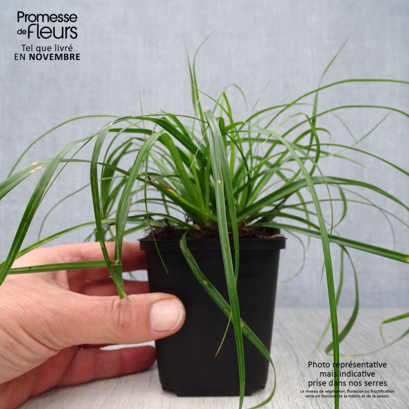 Carex oshimensis Evergreen - Laîche d'Oshima en godet de 9cm sample as delivered in autumn