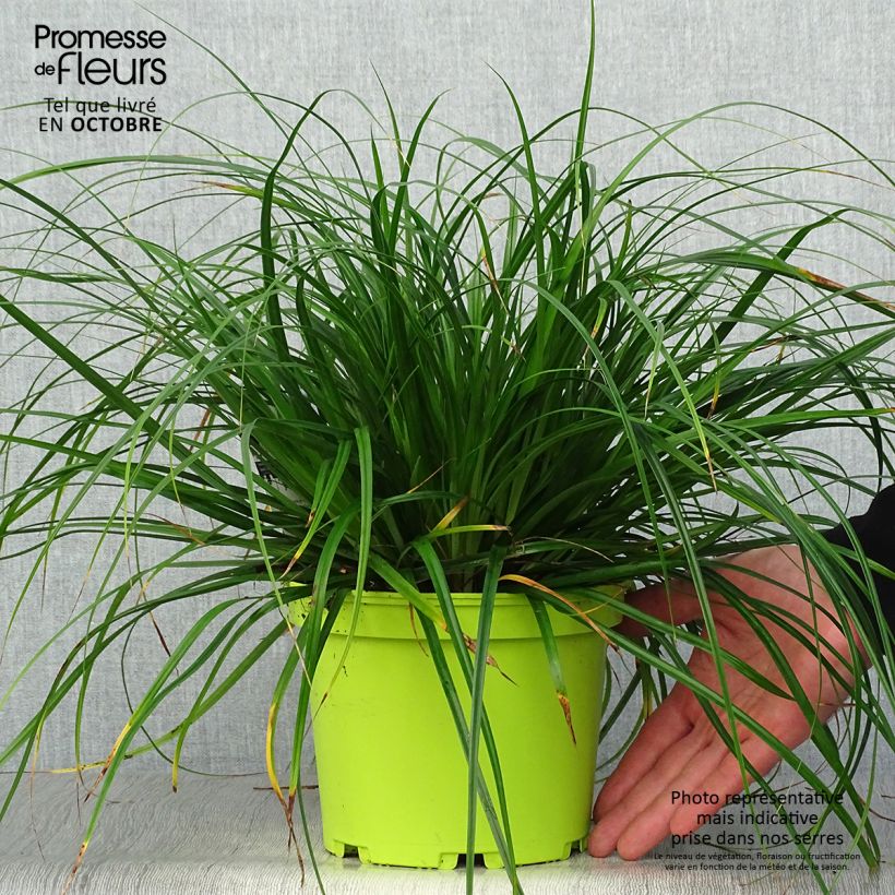 Carex oshimensis Evergreen - en pot de 2L/3L sample as delivered in autumn