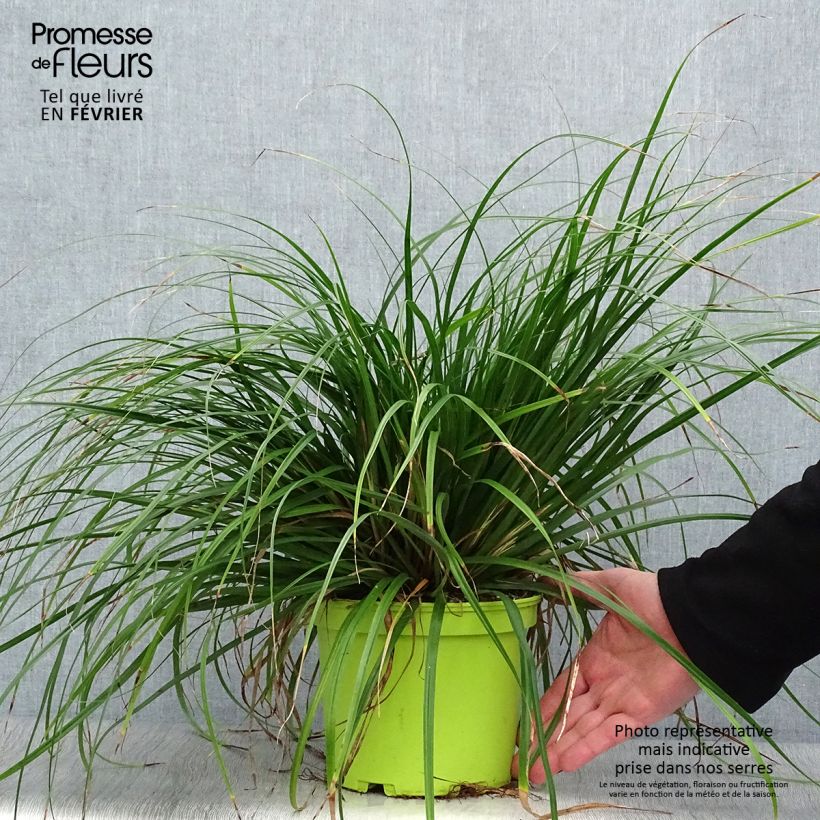 Carex oshimensis Evergreen - en pot de 2L/3L sample as delivered in winter