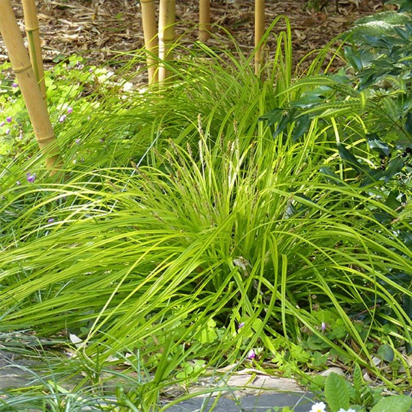Carex oshimensis Everillo - Oshima Sedge (Plant habit)