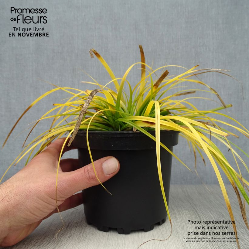 Carex oshimensis Everillo en pot de 2L sample as delivered in autumn