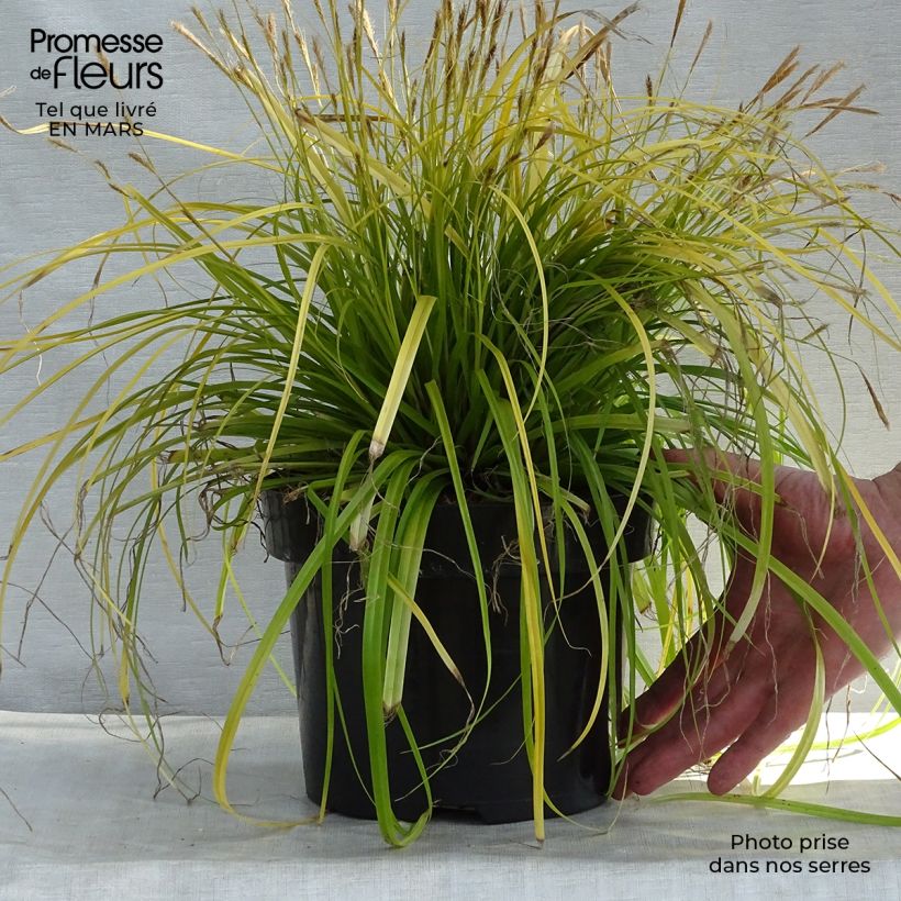 Carex oshimensis Everillo en pot de 2L sample as delivered in winter