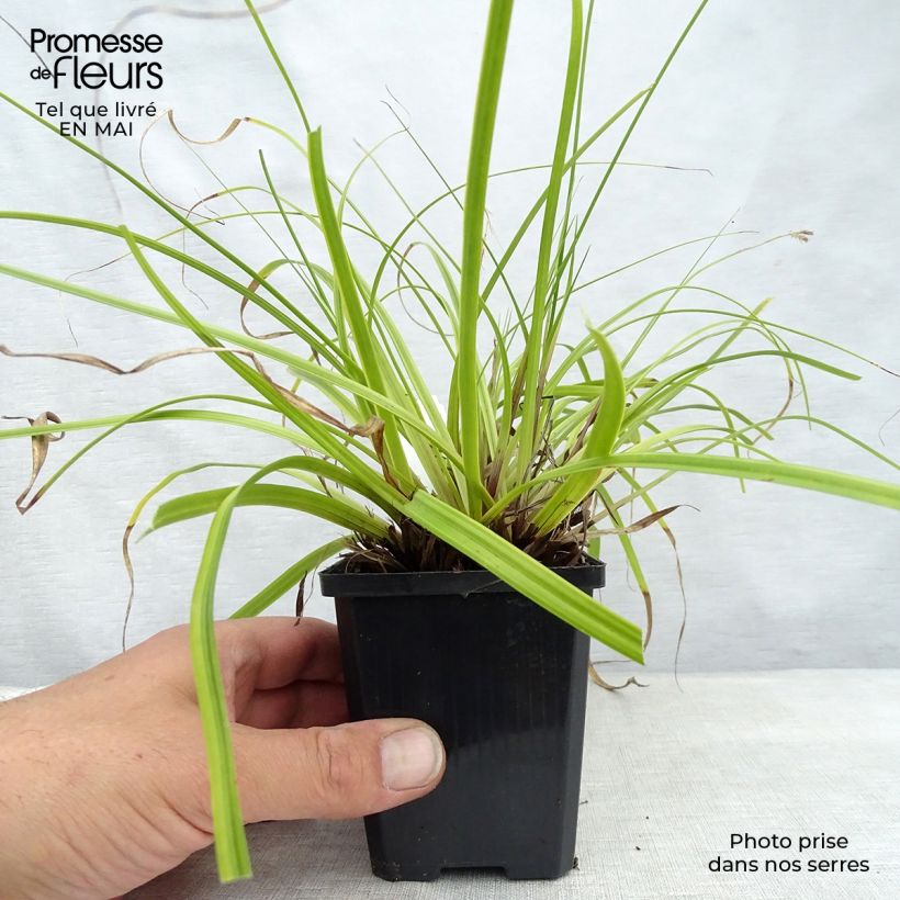 Carex oshimensis EverColor Everlime - Oshima Sedge sample as delivered in spring
