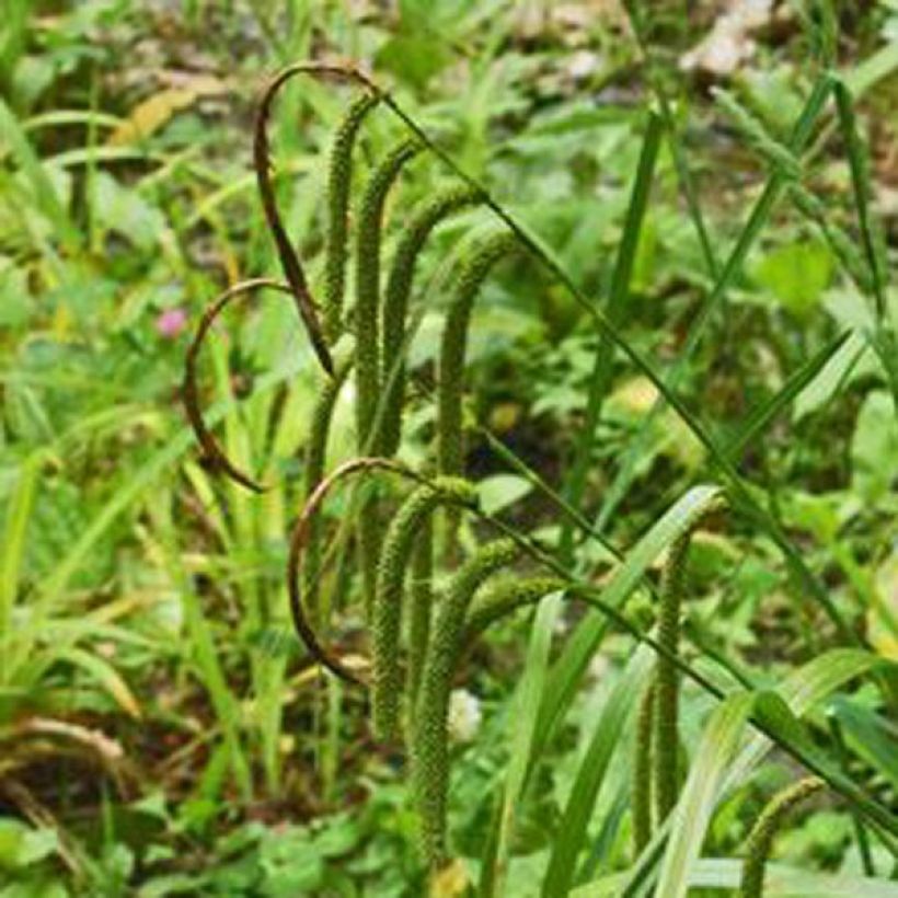 Carex pendula (Flowering)