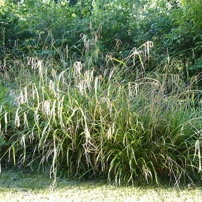 Carex pendula (Plant habit)