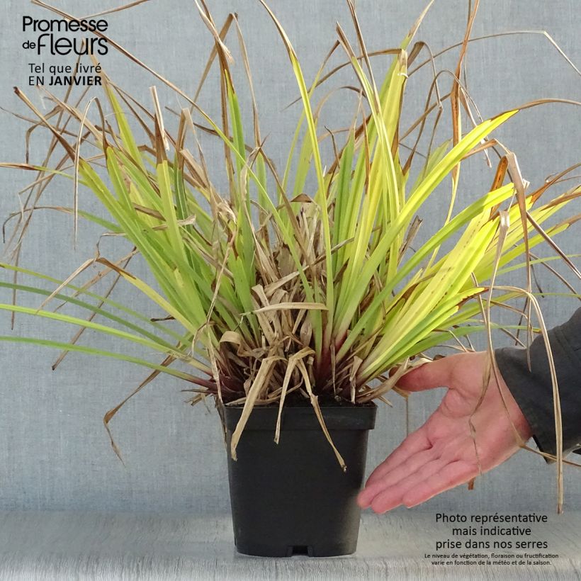 Carex pendula - Laîche pendante en pot de 2/3L sample as delivered in winter