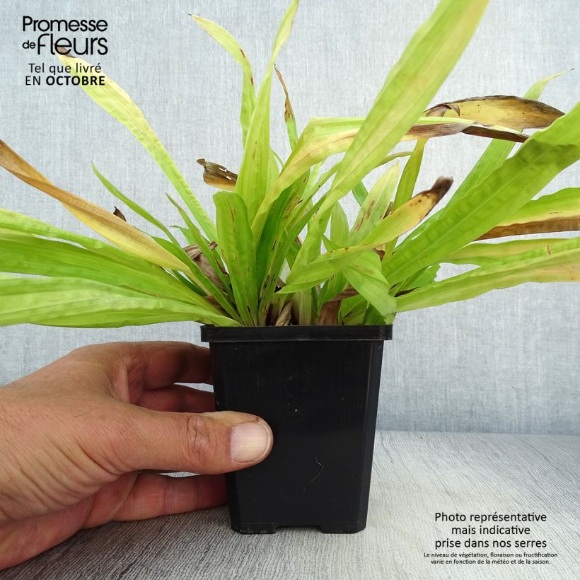 Carex plantaginea 8/9 cm pot sample as delivered in autumn