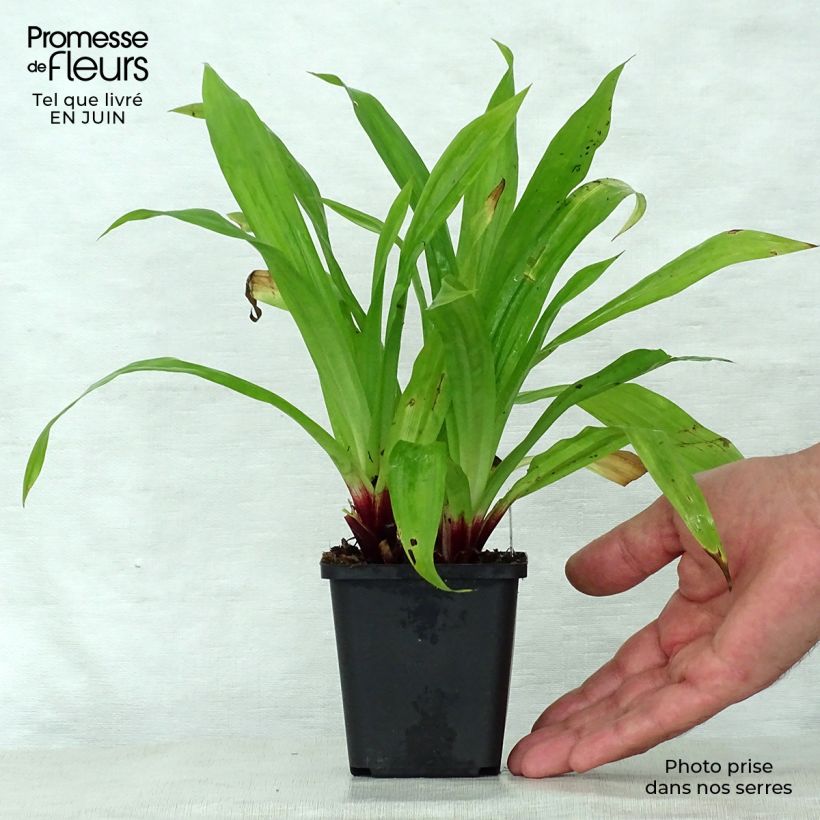Carex plantaginea 8/9 cm pot sample as delivered in summer