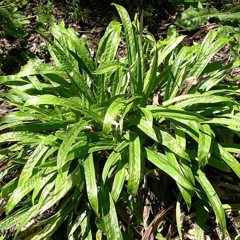 Carex plantaginea (Plant habit)