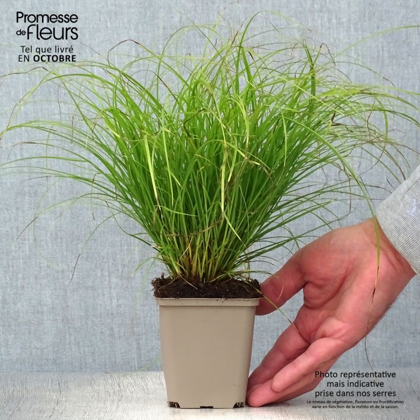 Carex remota 8/9 cm pot sample as delivered in autumn