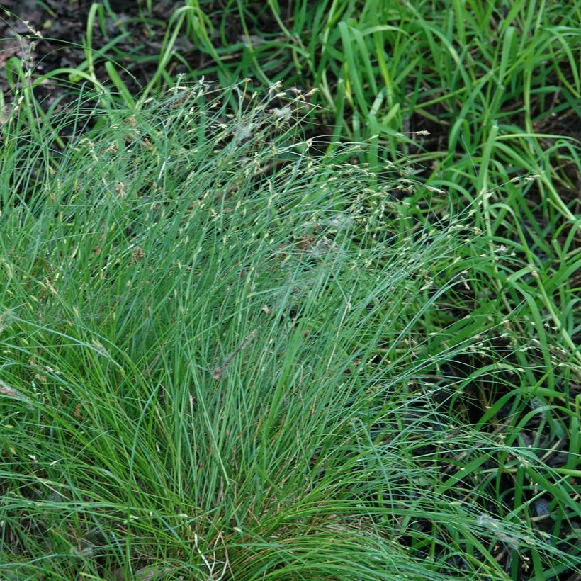 Carex remota (Plant habit)