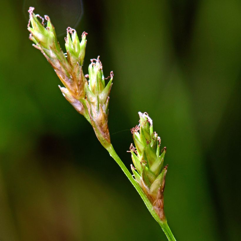 Carex remota (Flowering)