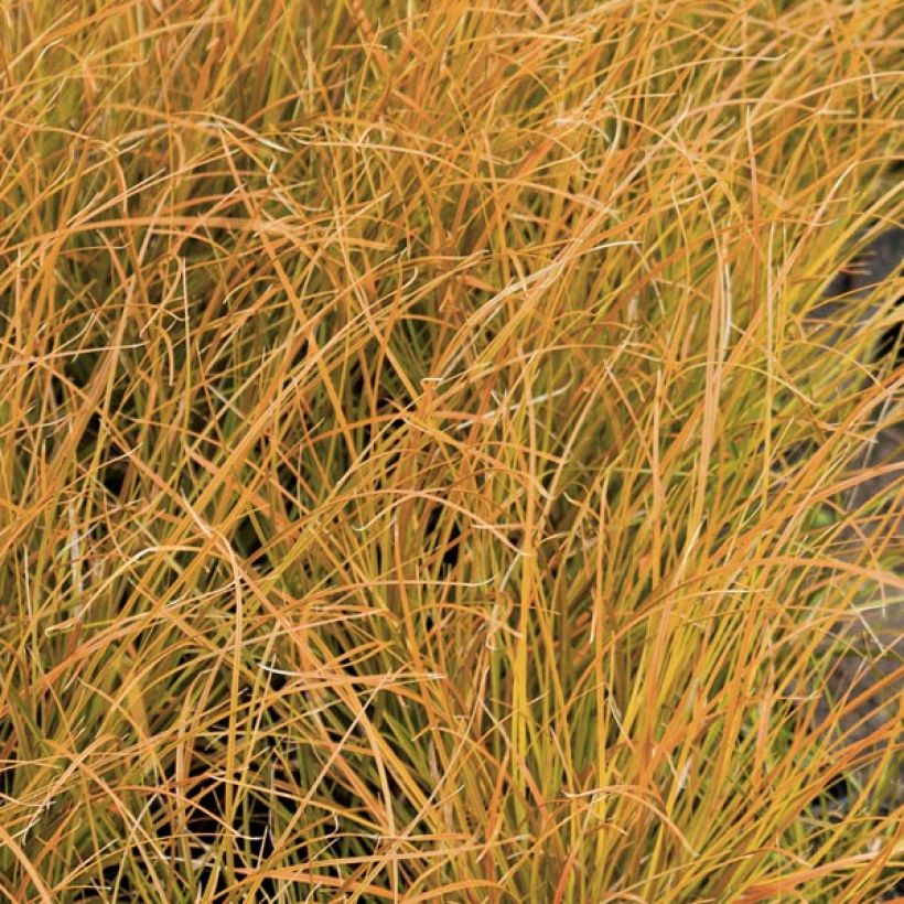 Carex testacea Prairie Fire (Foliage)