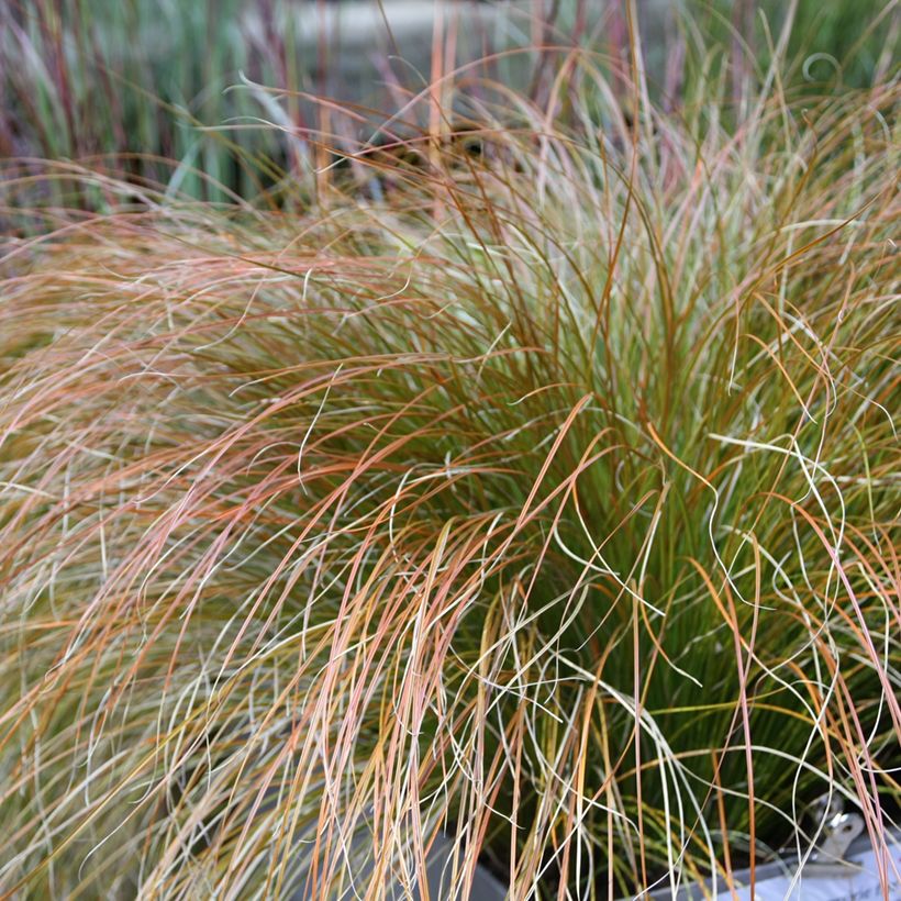 Carex testacea Prairie Fire (Foliage)