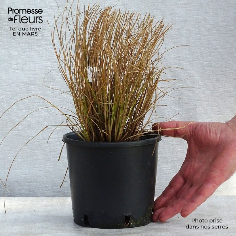 Carex testacea Prairie Fire en pot de 2L sample as delivered in winter