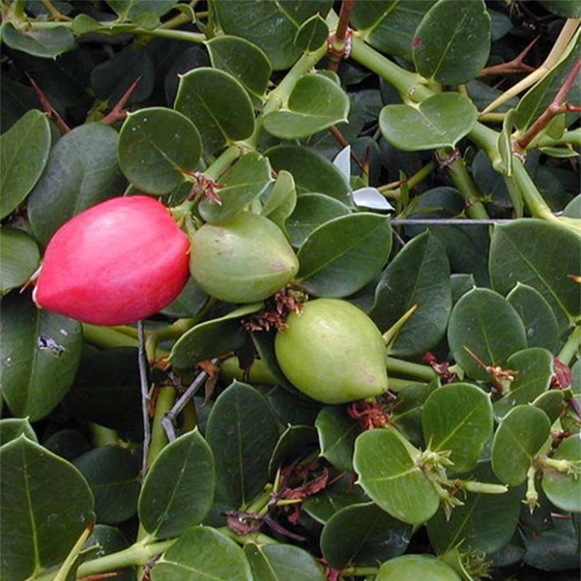 Carissa macrocarpa (Foliage)