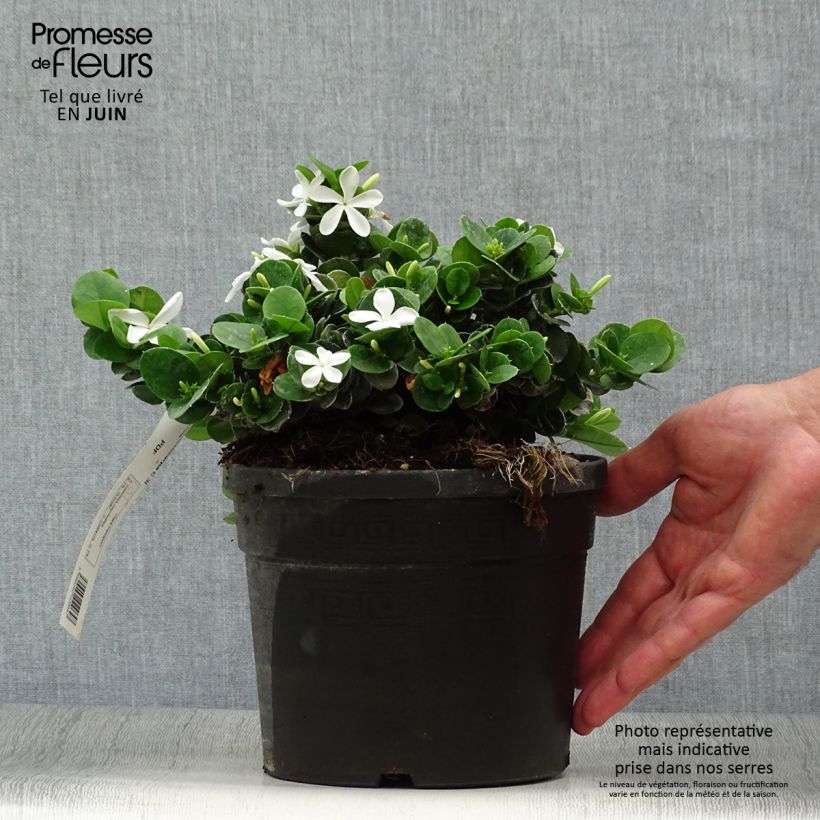 Carissa macrocarpa 2L/3L pot sample as delivered in summer