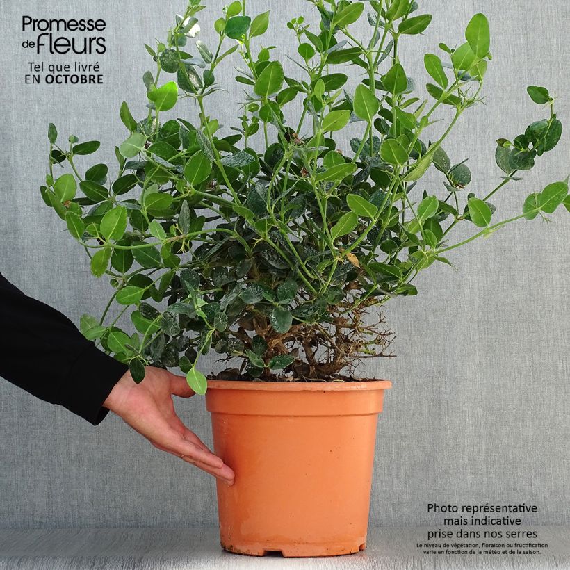 Carissa macrocarpa Prostrata 7.5L/10L pot sample as delivered in autumn