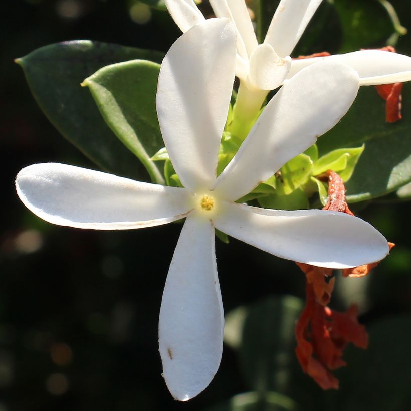 Carissa macrocarpa Prostrata (Flowering)