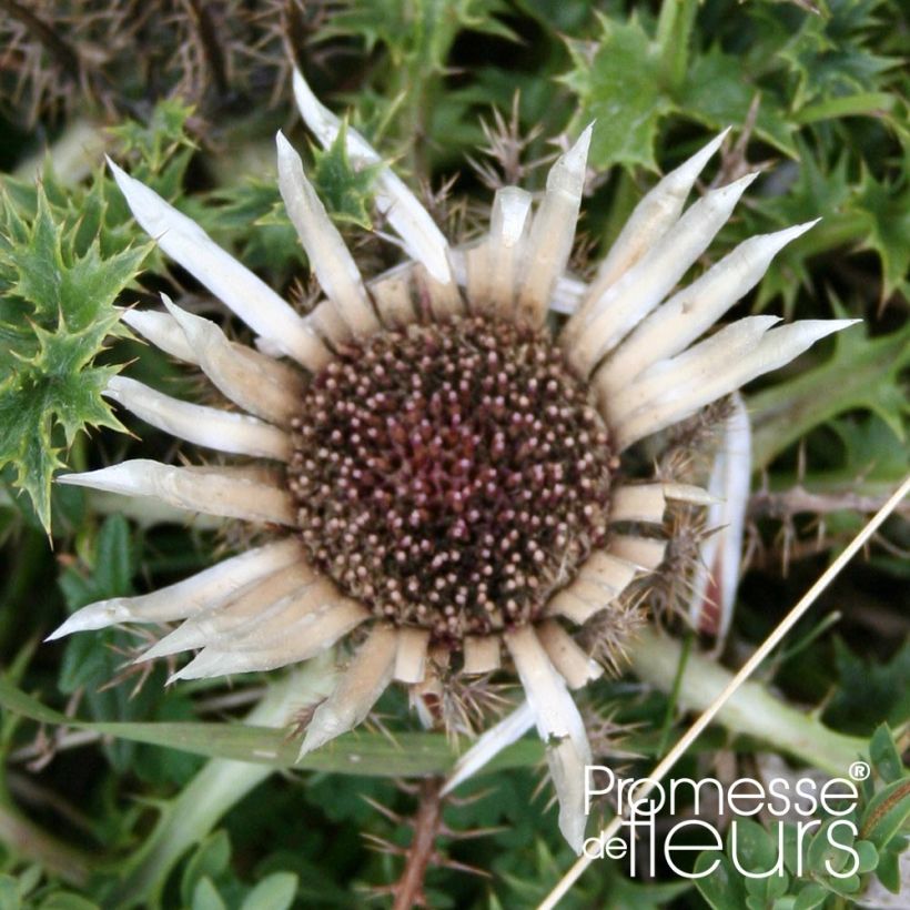 Carlina acaulis subsp. simplex (Flowering)