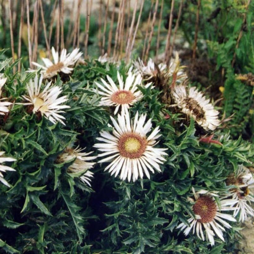 Carlina acaulis subsp. simplex (Plant habit)