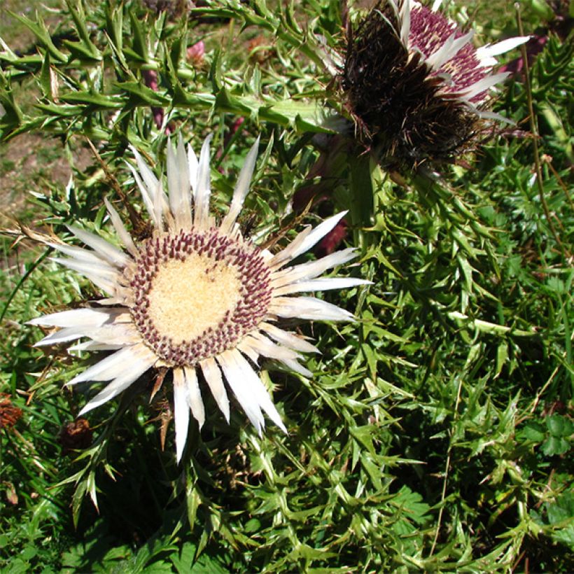 Carlina acaulis subsp. simplex Bronze (Flowering)