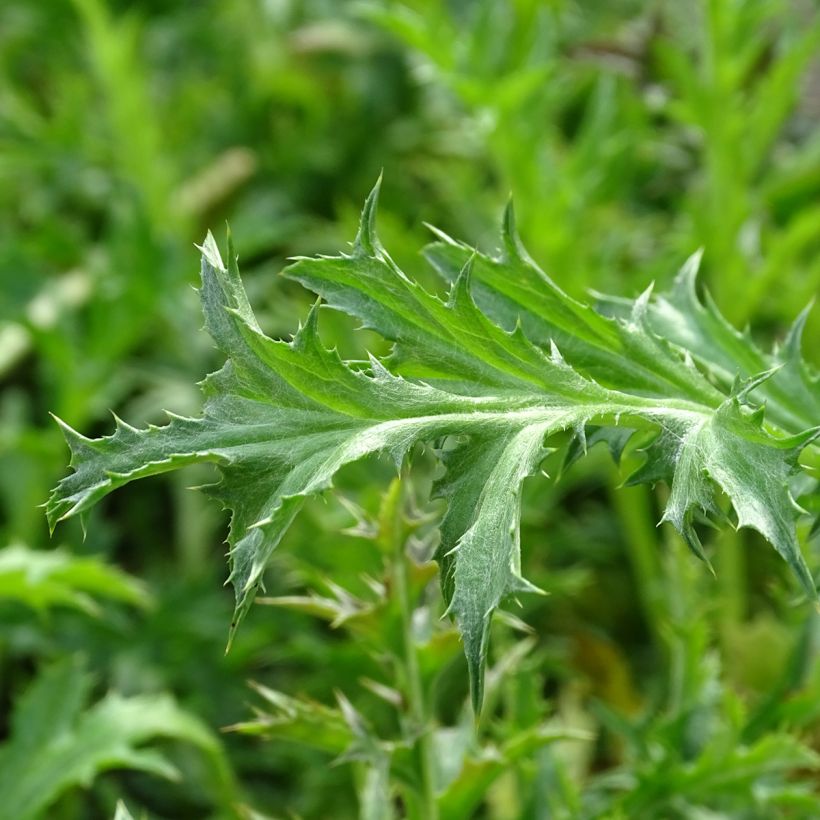 Carlina acaulis subsp. simplex (Foliage)