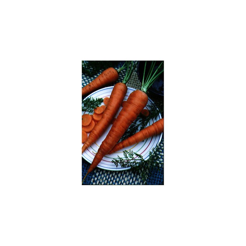 Carrot Valery - Daucus carota (Harvest)