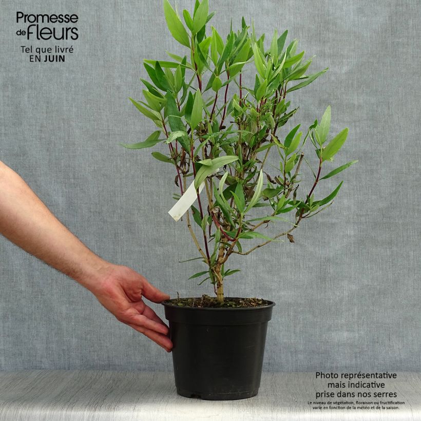 Carpenteria californica Bodnant 3L/4L pot sample as delivered in summer