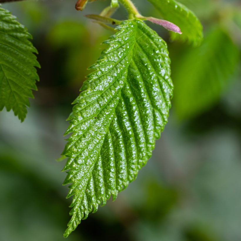 Carpinus betulus - Hornbeam (Foliage)