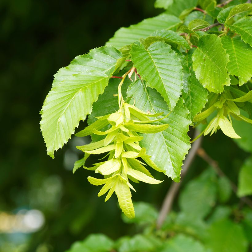 Carpinus betulus Fastigiata - Hornbeam (Flowering)