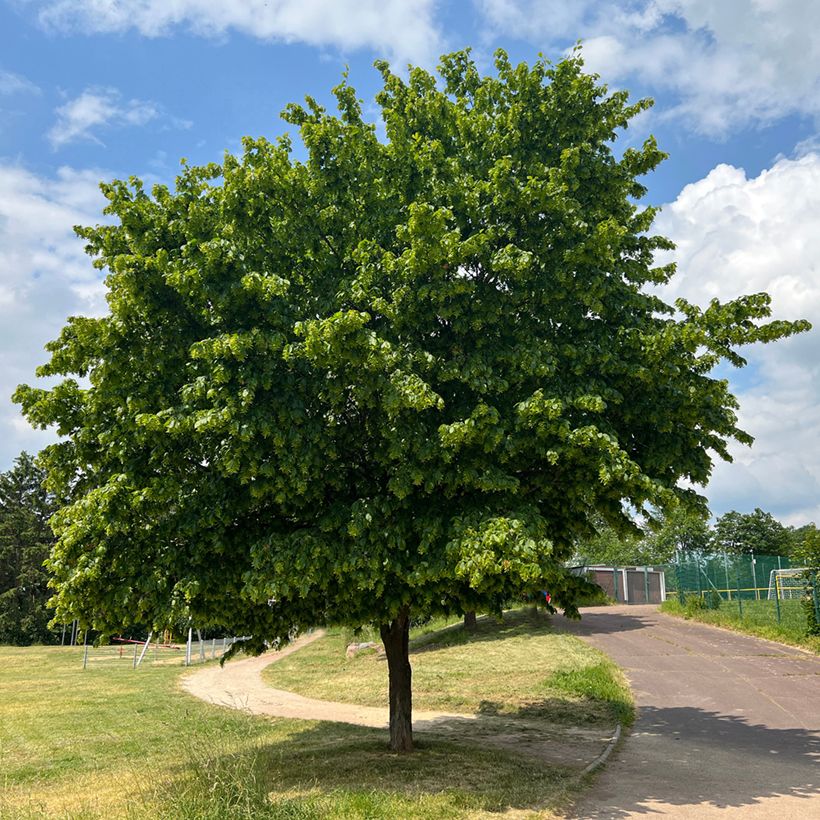 Carpinus betulus Fastigiata - Hornbeam (Plant habit)