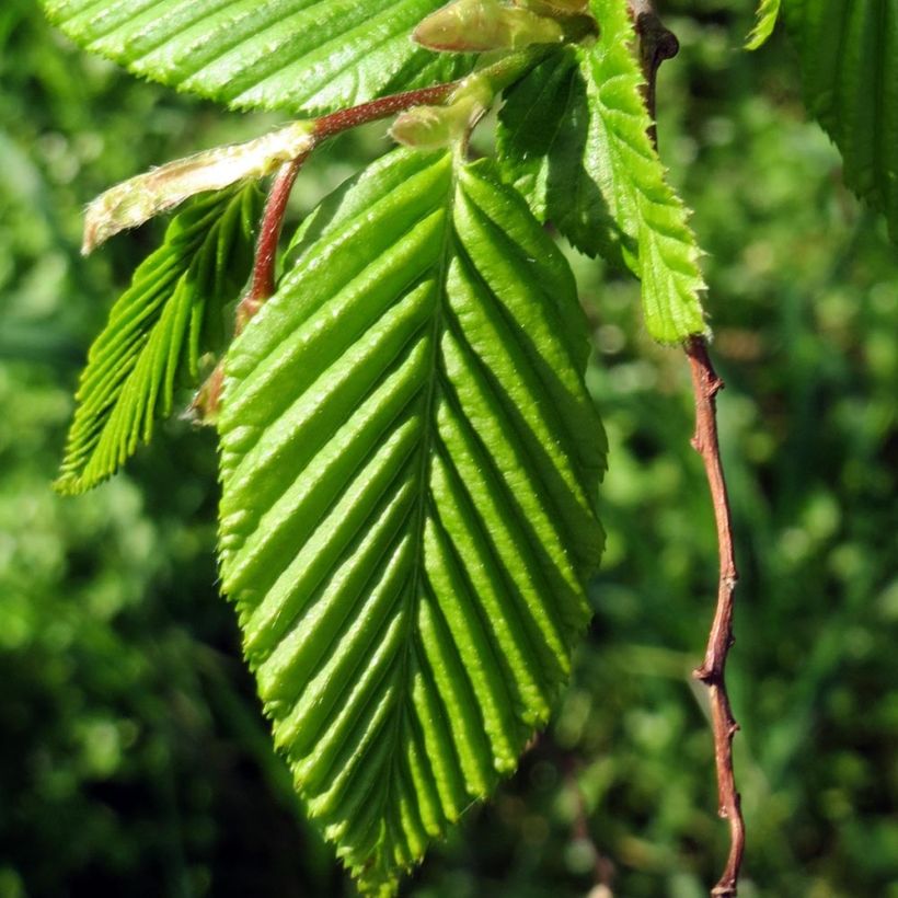 Carpinus betulus Lucas - Hornbeam (Foliage)