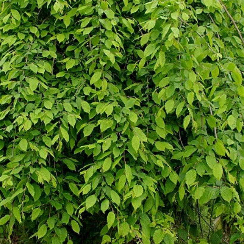 Carpinus betulus Pendula - Hornbeam (Foliage)