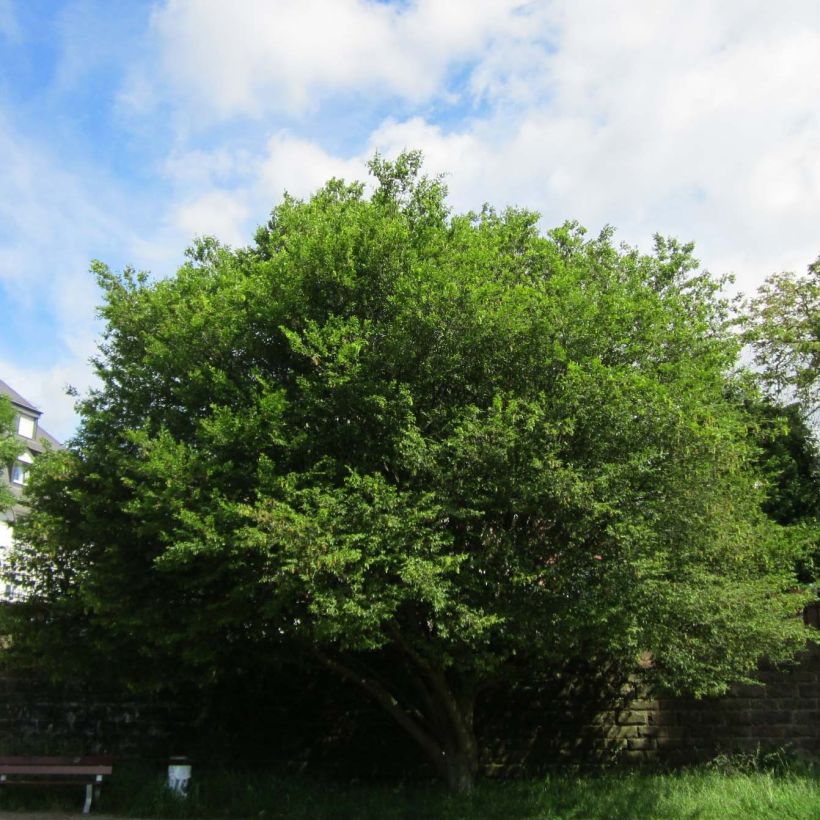 Carpinus betulus Quercifolia - Hornbeam (Plant habit)