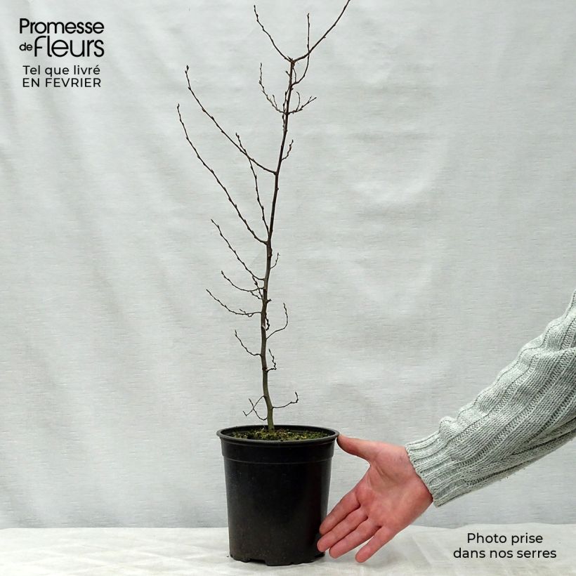 Carpinus betulus en pot de 2L/3L - Charme commun sample as delivered in winter