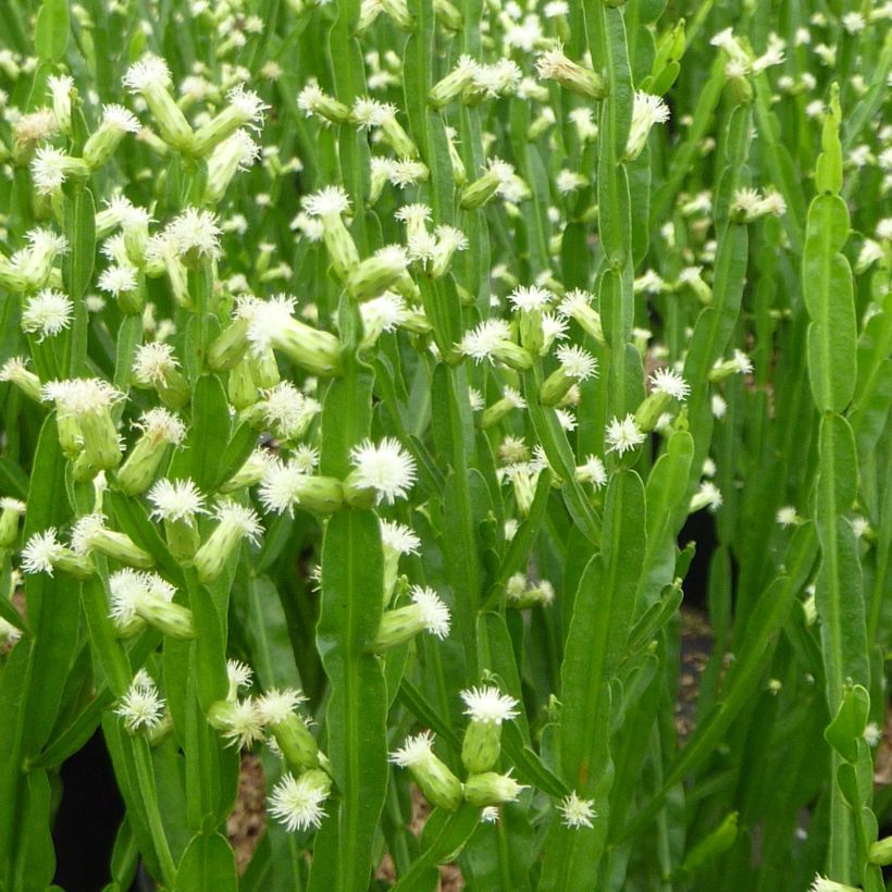 Baccharis genistelloides (Flowering)