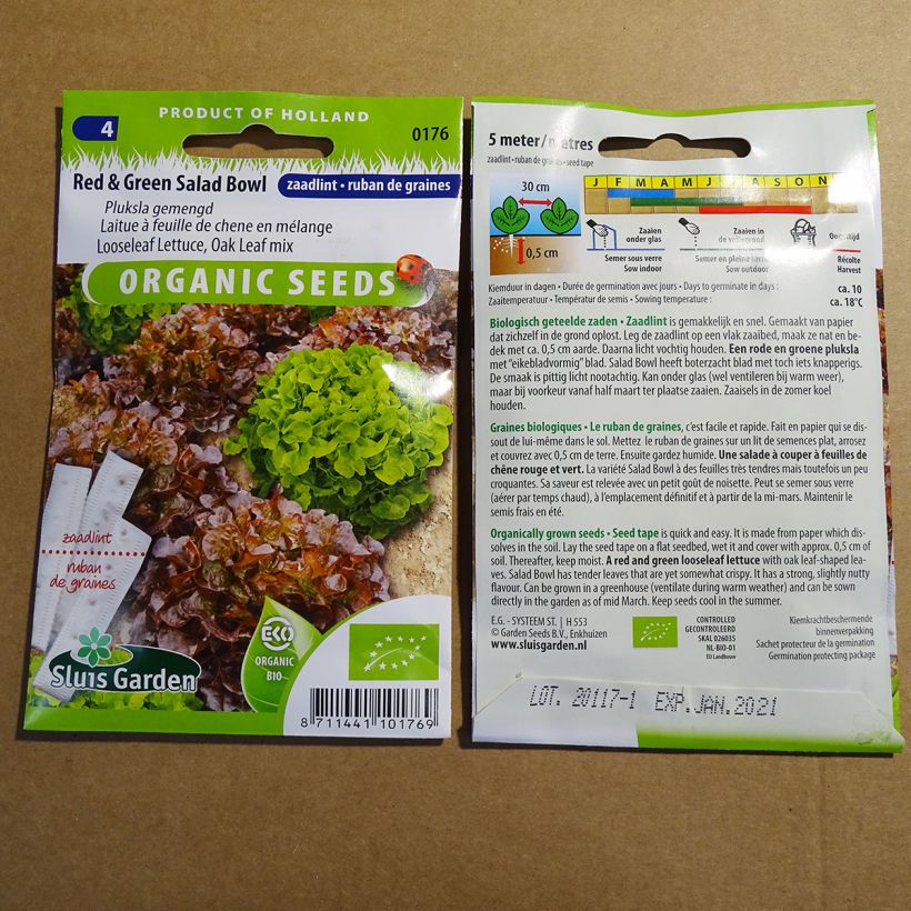 Example of Salad Bowl green and red mixed Lettuce - Lactuca sativa specimen as delivered