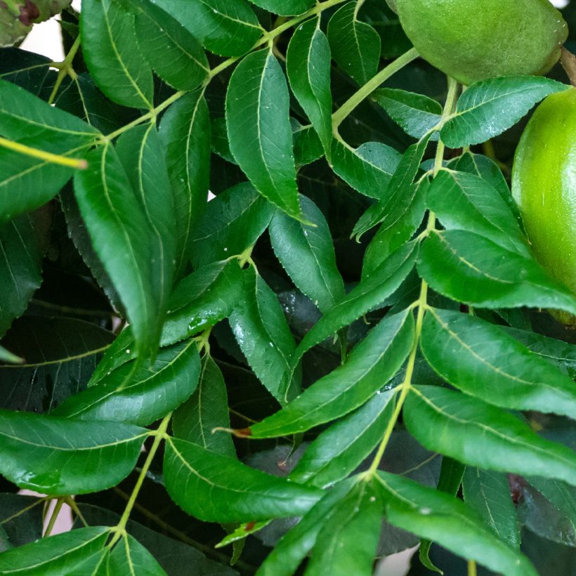 Carya illinoinensis Choctaw - Pecan Tree (Foliage)