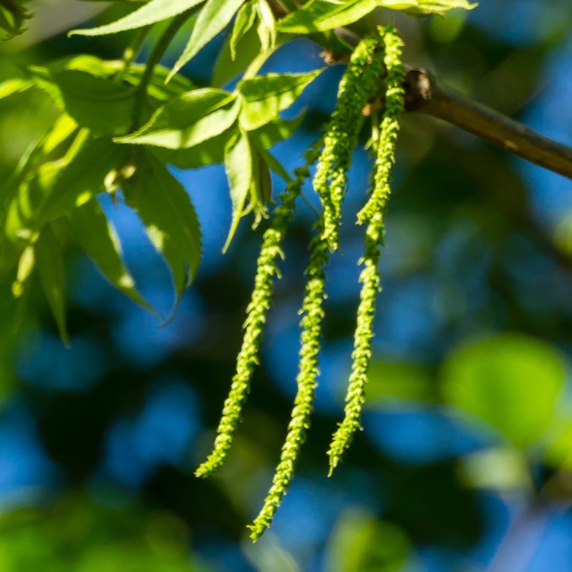 Carya illinoinensis Choctaw - Pecan Tree (Flowering)