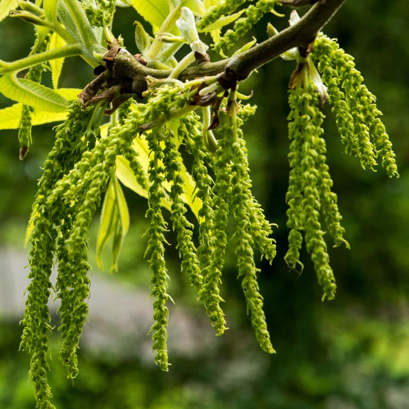 Carya illinoinensis Mohawk - Pecan Tree (Flowering)