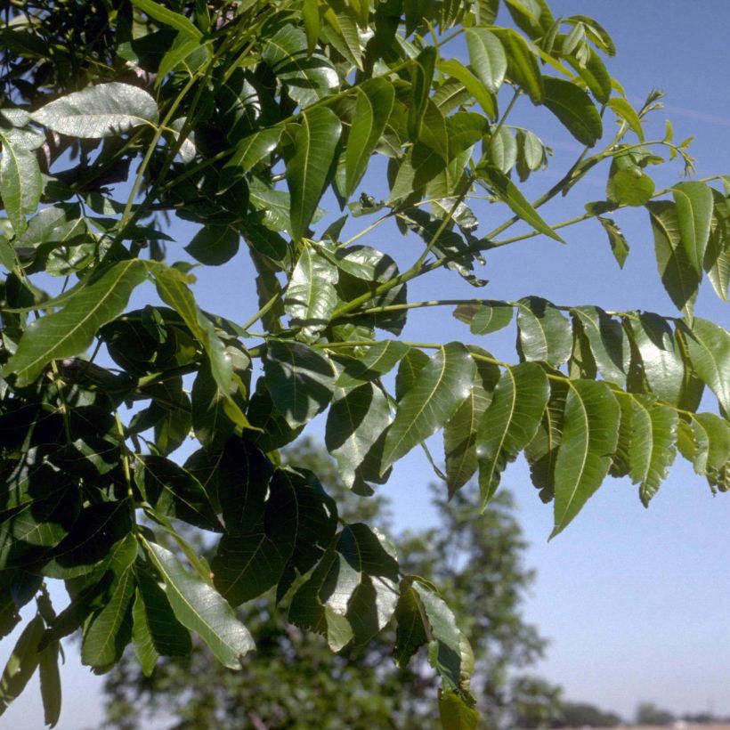 Carya illinoinensis (Foliage)