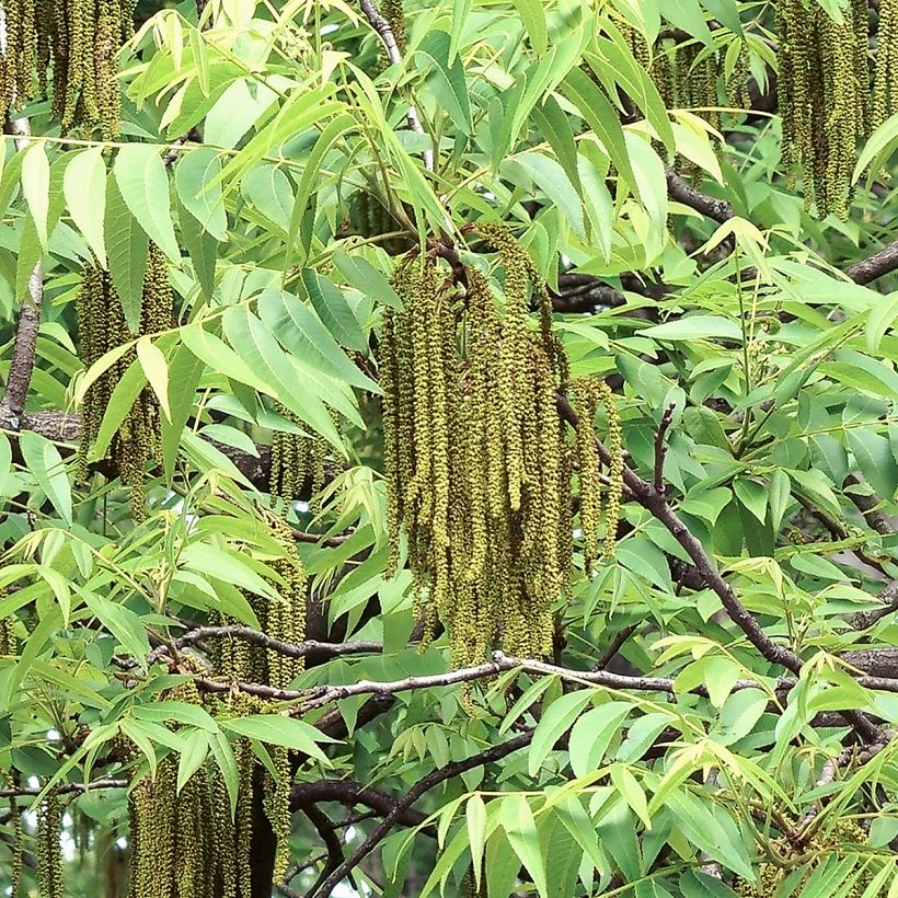 Carya illinoinensis Shoshoni - Pecan Tree (Flowering)