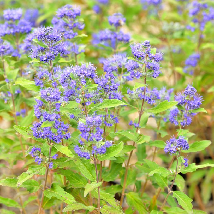 Caryopteris clandonensis Grand Bleu - Bluebeard (Flowering)