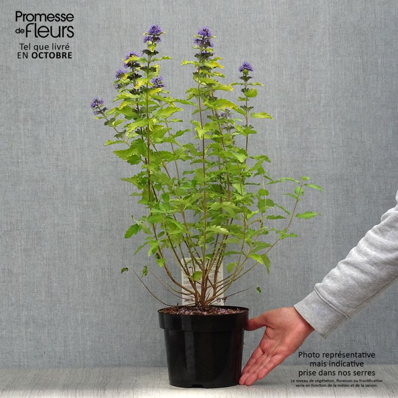 Caryopteris clandonensis Hint of Gold - Bluebeard 3L/4L pot sample as delivered in autumn