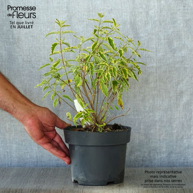 Caryopteris clandonensis Summer Sorbet - Bluebeard 3L/4L pot sample as delivered in summer