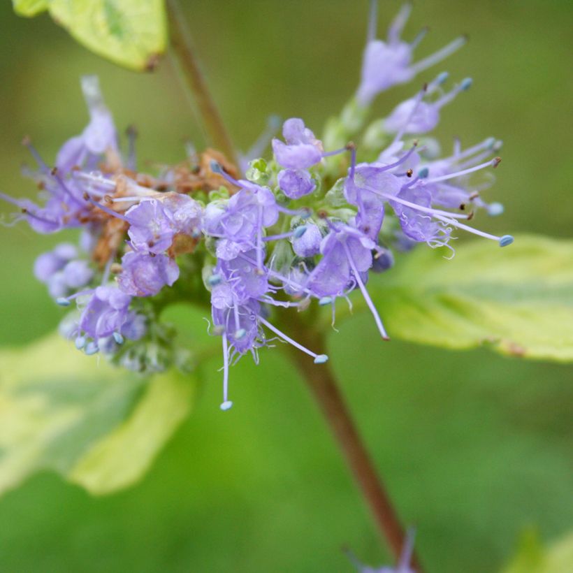 Caryopteris clandonensis Summer Sorbet - Bluebeard (Flowering)