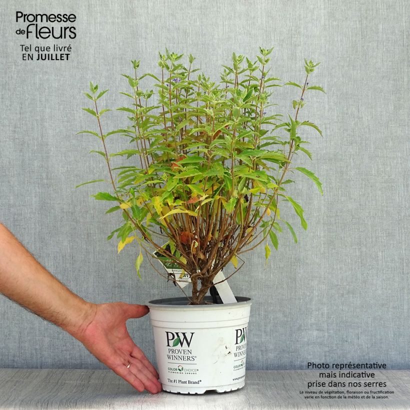 Caryopteris clandonensis Beyond Midnight - Bluebeard 3L/4L pot sample as delivered in summer